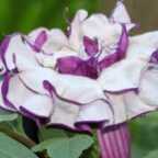 Datura metel purple