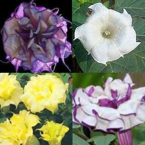 Datura mixed Angels Trumpet mixed seeds