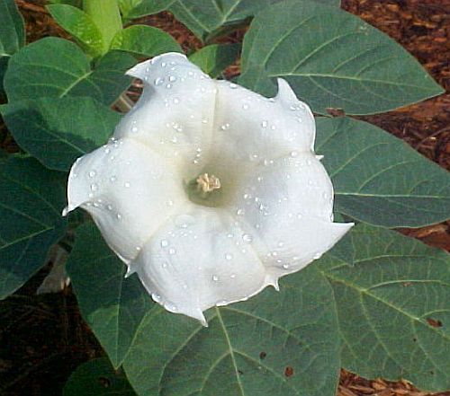 Datura parajuli angels trumpet seeds