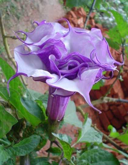 Datura purple queen double angels trumpet seeds