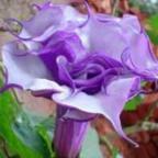 Datura purple queen double ﻿Бругмансия фиолетовая, двухуровневая cемян