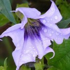 Datura querciflora