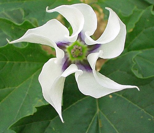 Datura stramonium angels trumpet seeds