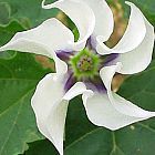 Datura stramonium  cемян