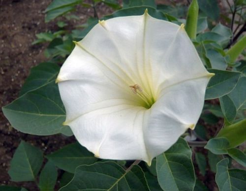Datura wella - trompette ange blanc graines