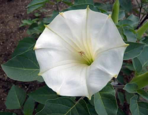 Datura wella angel trumpet white seeds