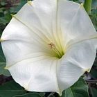 Datura wella trompette ange blanc graines