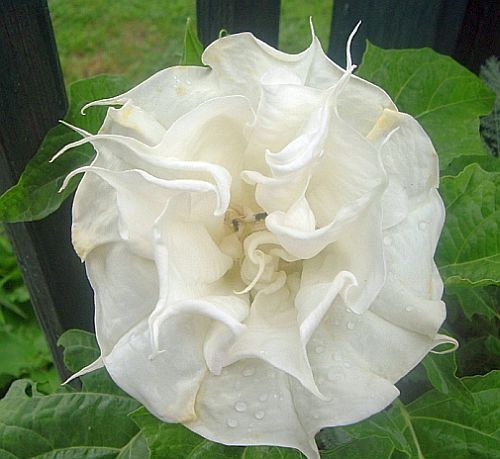 Datura white double purity angels trumpet seeds