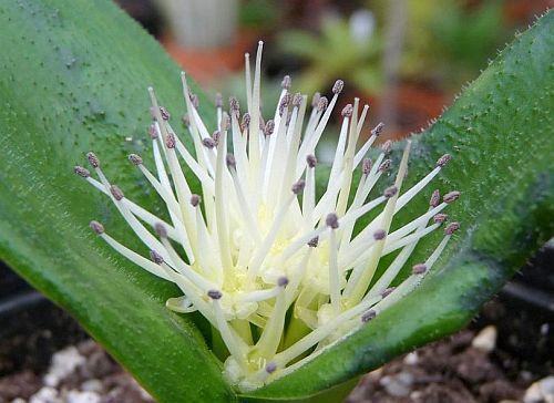 Daubenya alba bulbous plant seeds