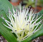 Daubenya alba planta bulbosa semillas