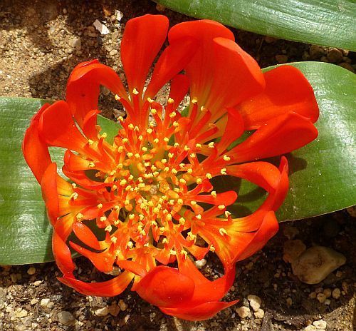 Daubenya aurea bulbous plant seeds