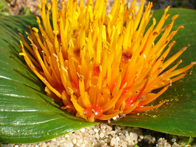 Daubenya capensis Daubenya seeds