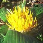 Daubenya capensis  cемян