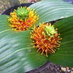 Daubenya marginata  semi