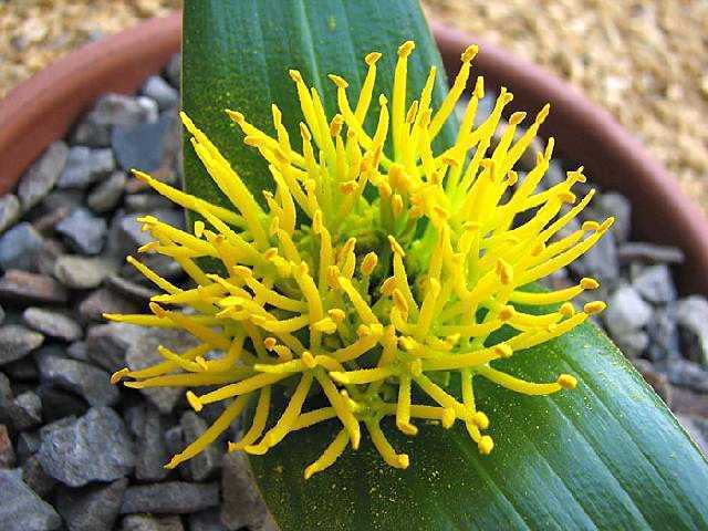 Daubenya stylosa bulbous plant seeds