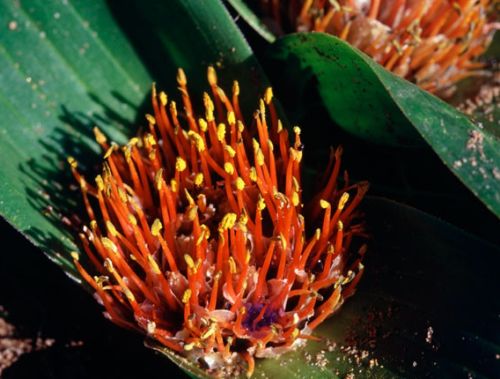 Daubenya zeyheri Daubenya seeds