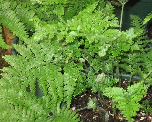 Davallia trichomanoides Squirrels Foot Fern seeds