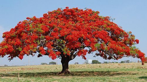Delonix regia flame tree - flamboyant seeds