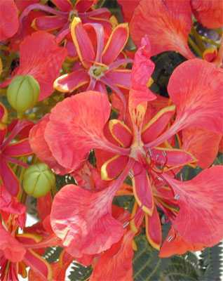 Delonix regia flame tree - flamboyant seeds