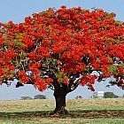 Delonix regia ﻿Делоникс королевский  cемян