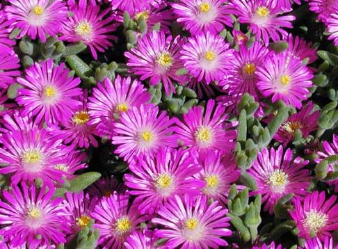 Delosperma aberdeenense Mesembs seeds