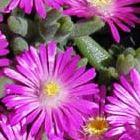 Delosperma aberdeenense  semillas