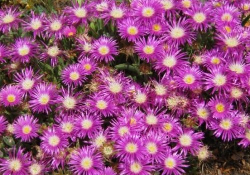 Delosperma ashtonii Ice Plant seeds