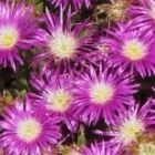 Delosperma ashtonii Aizoaceae  graines