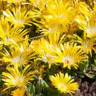 Delosperma basuticum Aizoaceae  graines