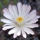 Delosperma karrooicum Aizoaceae  graines