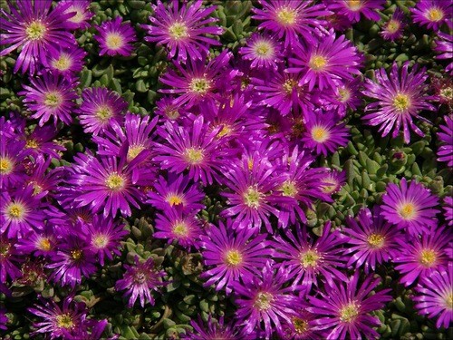 Delosperma lavisiae hardy iceplant seeds