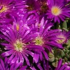 Delosperma lavisiae Aizoaceae graines