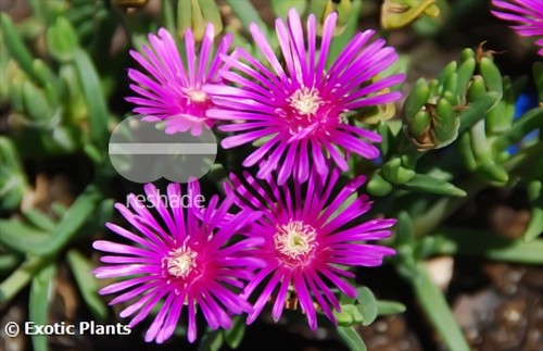 Delosperma lydenburgense succulent seeds