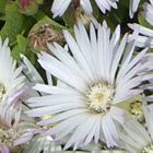 Delosperma macrostigma Mesembs graines