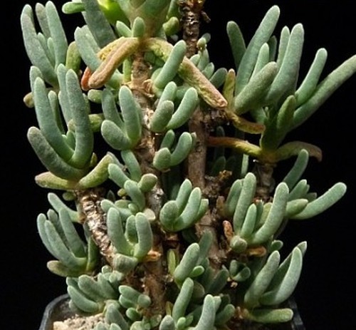 Delosperma nakurense succulent seeds