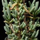 Delosperma nakurense succulente graines