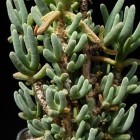 Delosperma nakurense  semillas