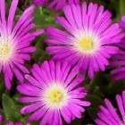 Delosperma pilosulum  semi