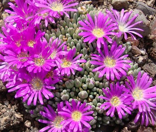 Delosperma sphalmanthoides Tufted Ice Plant - Dwarf Sea Anemone Iceplant seeds