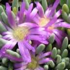 Delosperma sphalmanthoides Tufted Ice Plant - Dwarf Sea Anemone Iceplant Samen