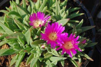 Delosperma sutherlandii Sutherland Hardy Iceplant seeds