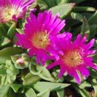 Delosperma sutherlandii Sutherland iceplant hardy graines