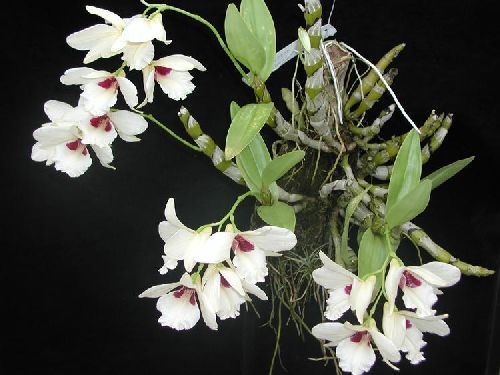 Sementes de orquídea Dendrobium albosanguineum