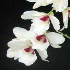 Dendrobium albosanguineum orchid?e graines