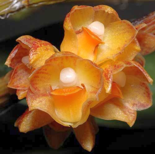 Dendrobium alterum orchids seeds