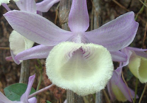 Dendrobium aphyllum orchids seeds
