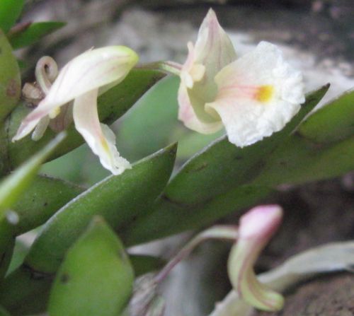 Dendrobium bilobulatum Two Small Lobed Dendrobium seeds