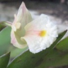 Dendrobium bilobulatum Orchideen Samen