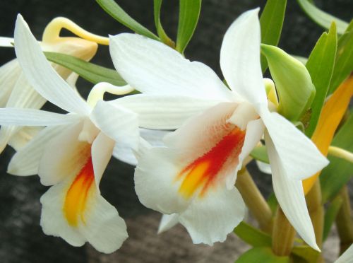 Dendrobium christyanum Orchids seeds