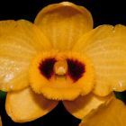 Dendrobium chrysanthum Orchideen Samen